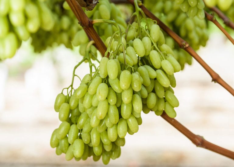 Ăn nho xanh có tác dụng gì? Ăn nho xanh có tác dụng gì?
